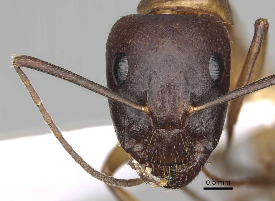 Imagem de Camponotus pilicornis (Roger 1859)