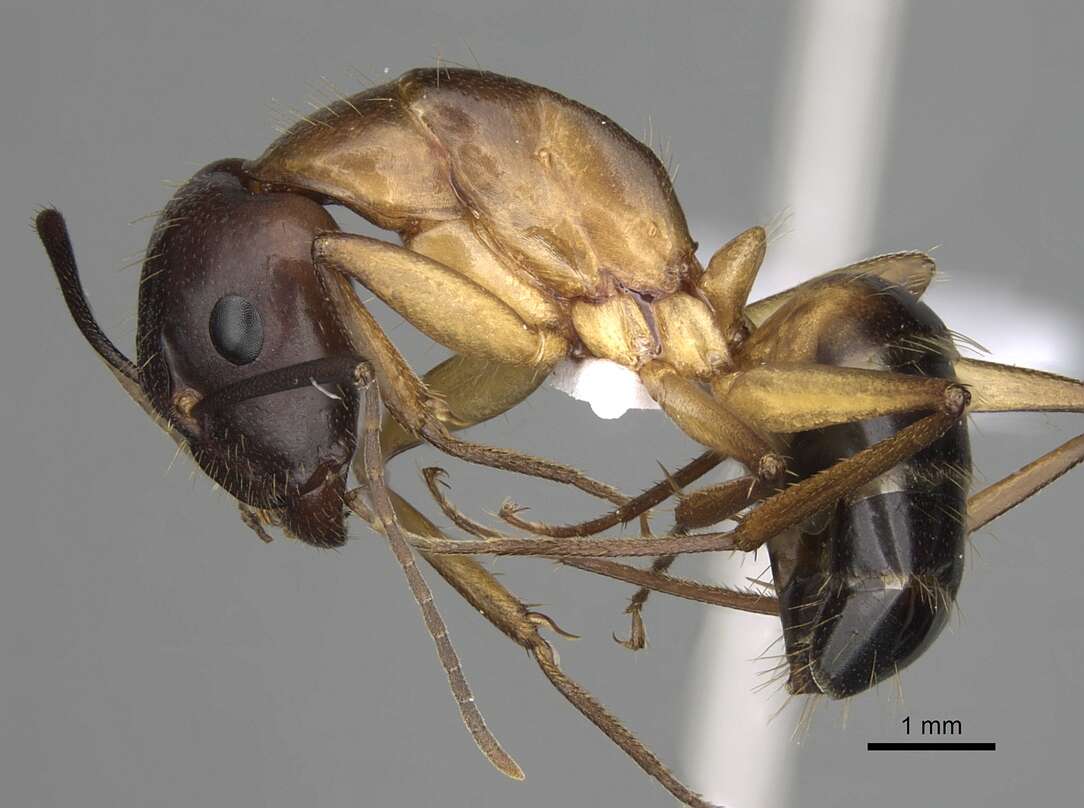 Imagem de Camponotus pilicornis (Roger 1859)