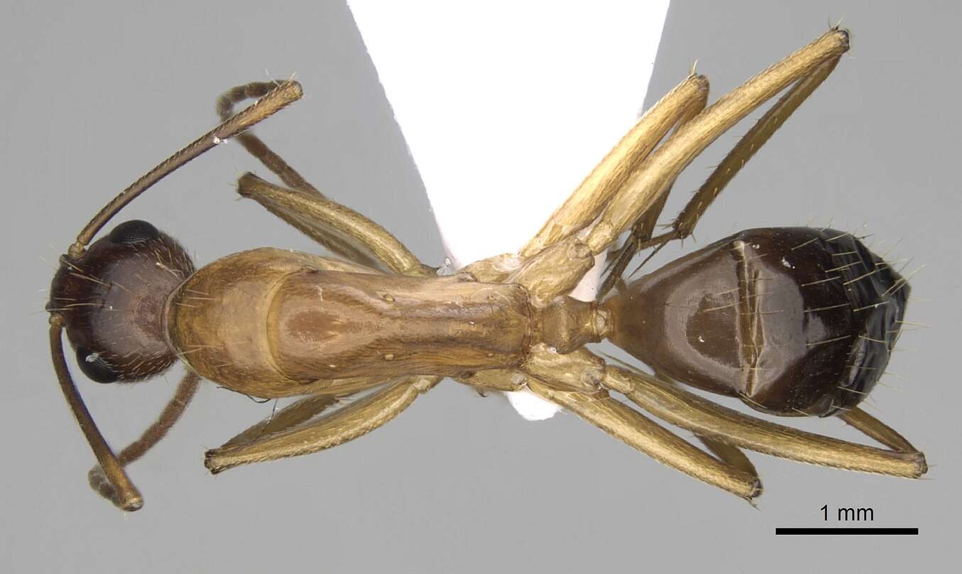 Imagem de Camponotus pilicornis (Roger 1859)