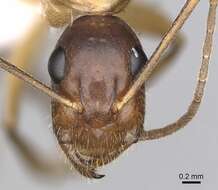 Imagem de Camponotus pilicornis (Roger 1859)