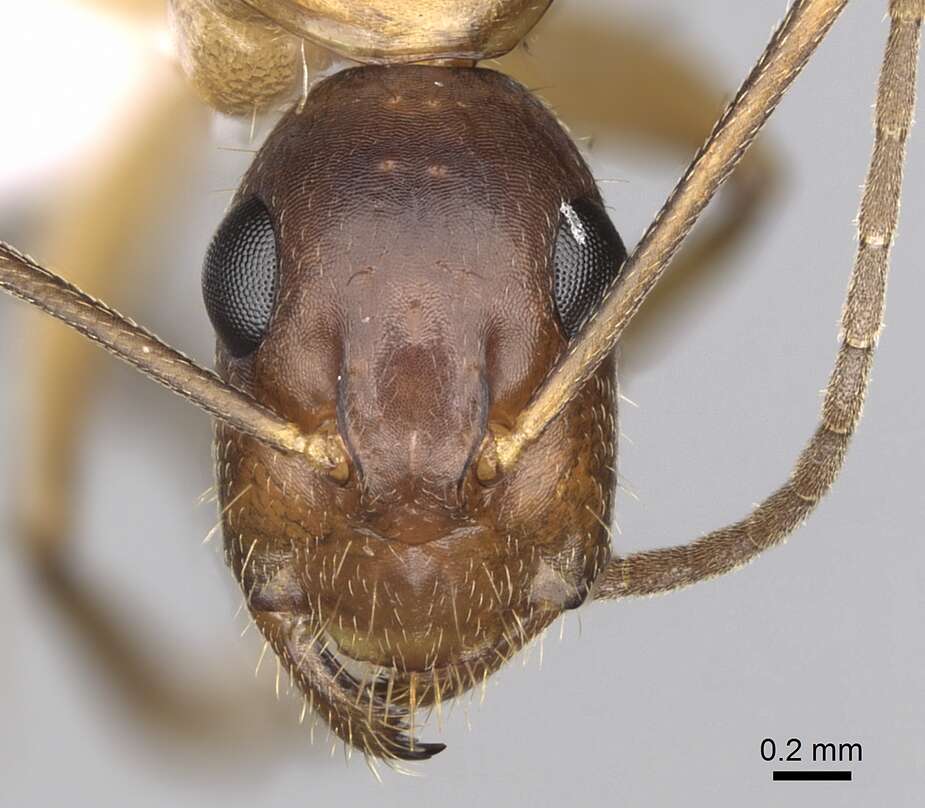 Imagem de Camponotus pilicornis (Roger 1859)