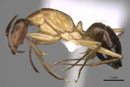 Imagem de Camponotus pilicornis (Roger 1859)