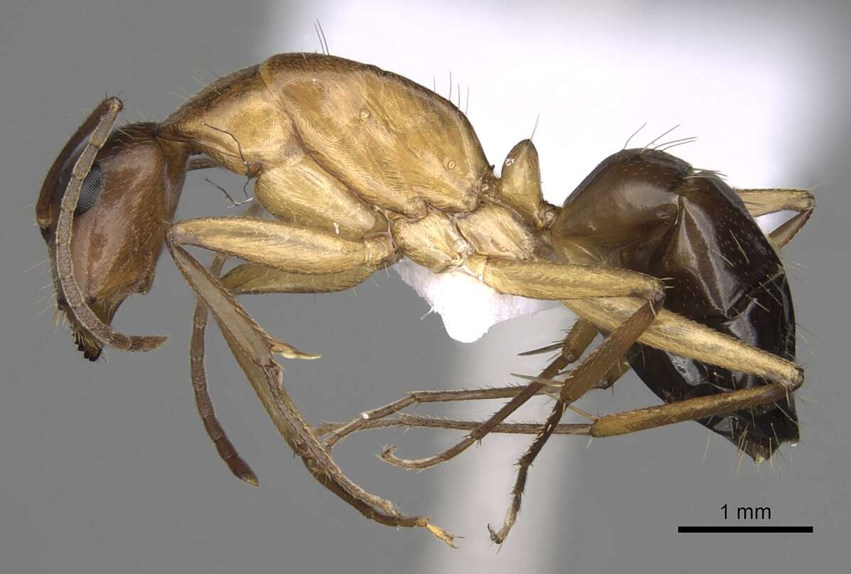 صورة Camponotus pilicornis (Roger 1859)