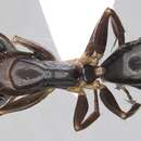 Image of Camponotus jaliensis Dalla Torre 1893