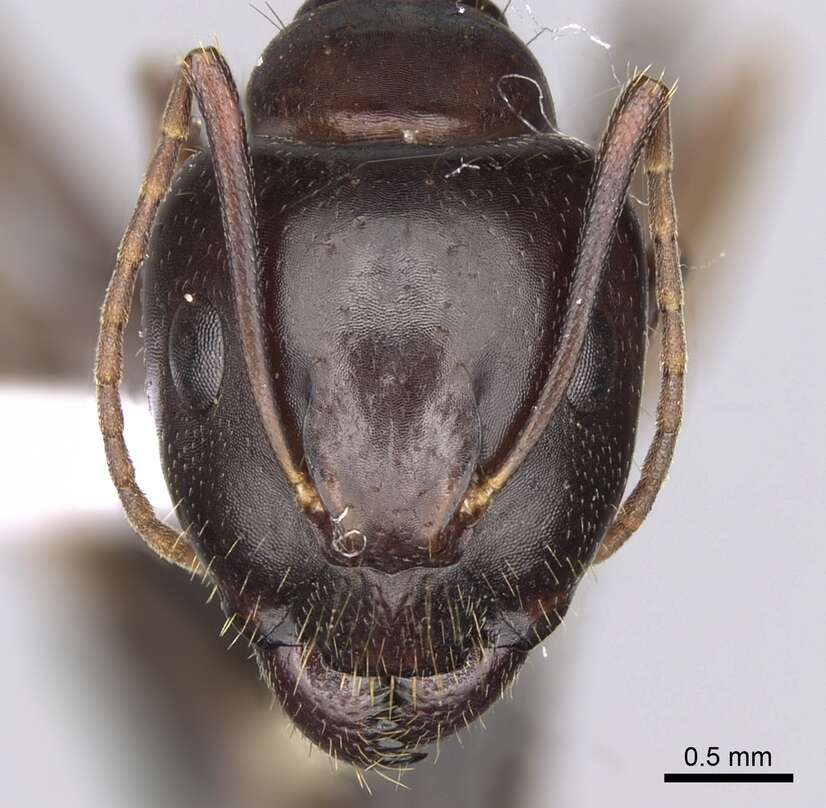 Image of Camponotus jaliensis Dalla Torre 1893