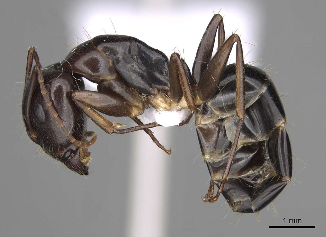 Image of Camponotus jaliensis Dalla Torre 1893