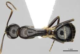 Image of Camponotus jaliensis Dalla Torre 1893