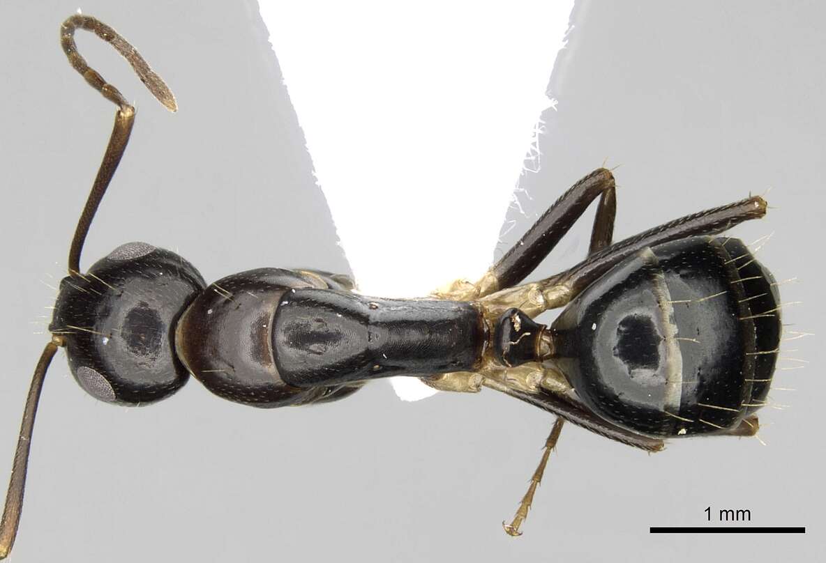 Image of Camponotus jaliensis Dalla Torre 1893