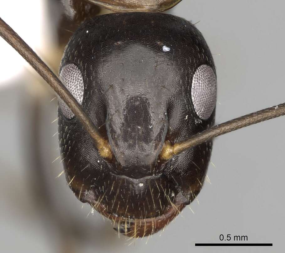 Image of Camponotus jaliensis Dalla Torre 1893