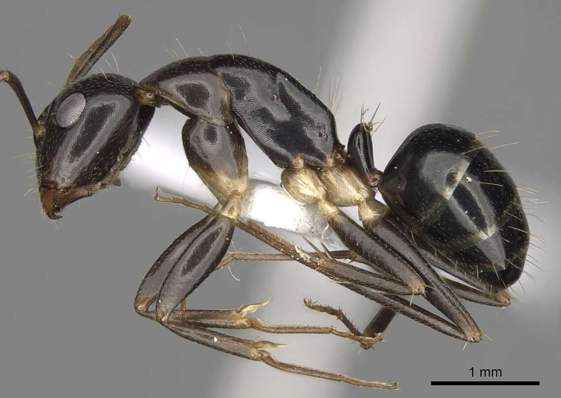 Image of Camponotus jaliensis Dalla Torre 1893