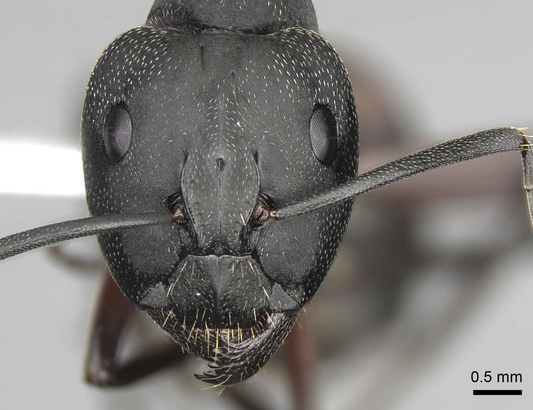 Image of Camponotus cruentatus (Latreille 1802)