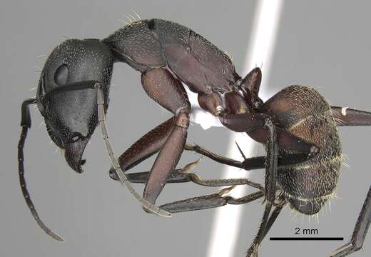 Image of Camponotus cruentatus (Latreille 1802)