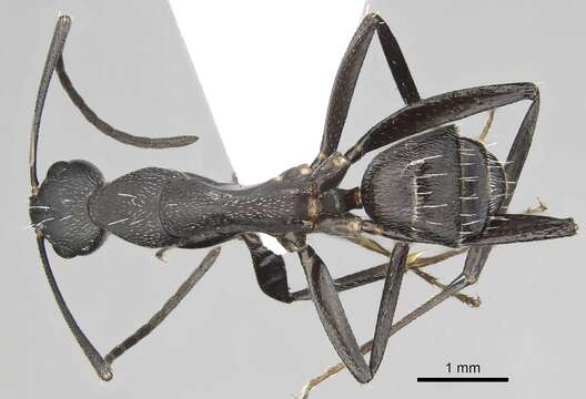 Image of Blood-spotted Sugar Ant