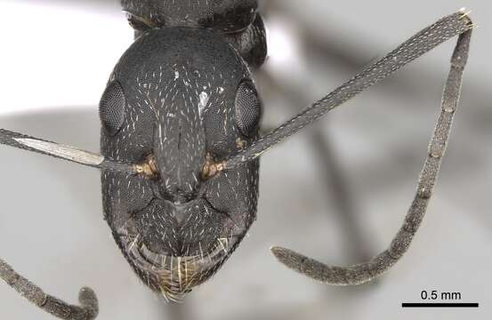 Image of Blood-spotted Sugar Ant