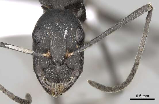 Image of Camponotus cruentatus (Latreille 1802)