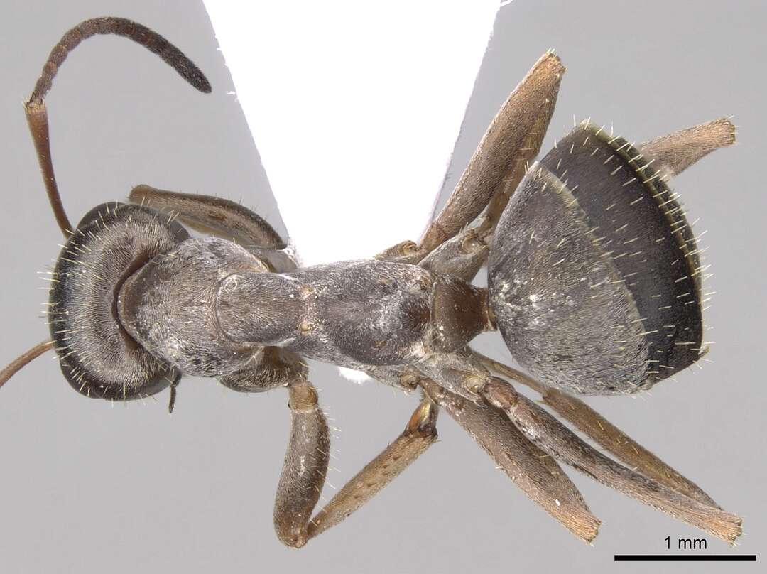 Image of Formica cinerea Mayr 1853