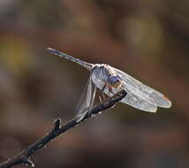 Image of Blue Chaser