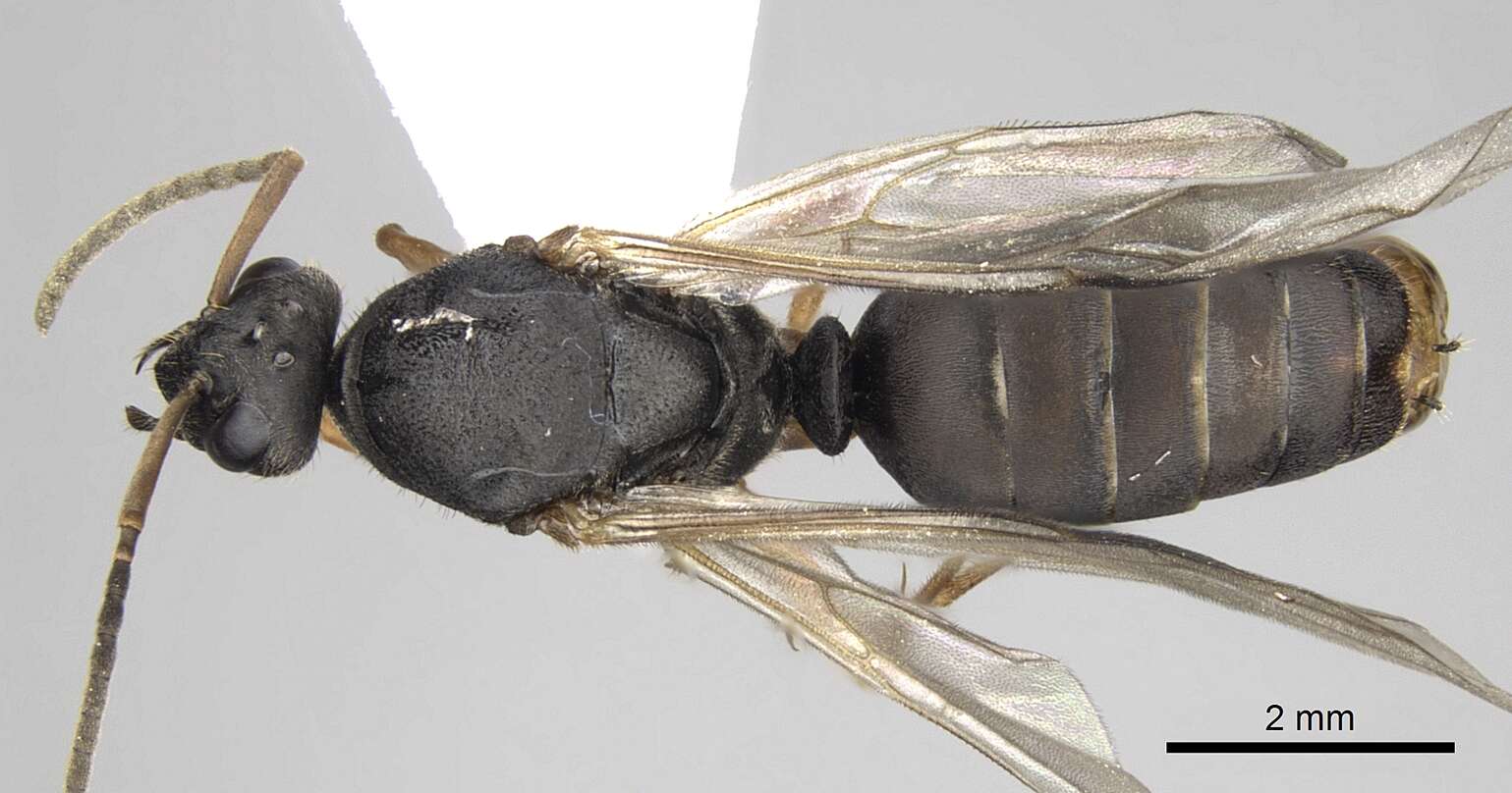 Image of Formica cinerea Mayr 1853