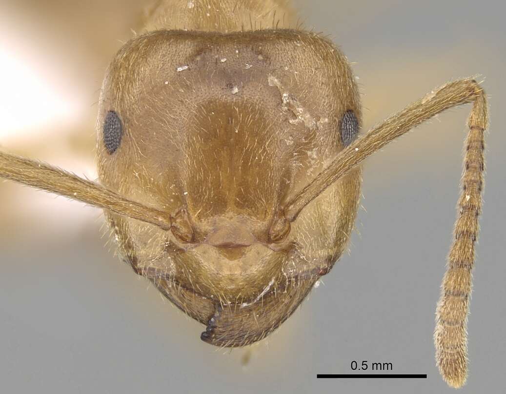 Image de Lasius balcanicus Seifert 1988