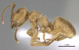 Image de Lasius balcanicus Seifert 1988