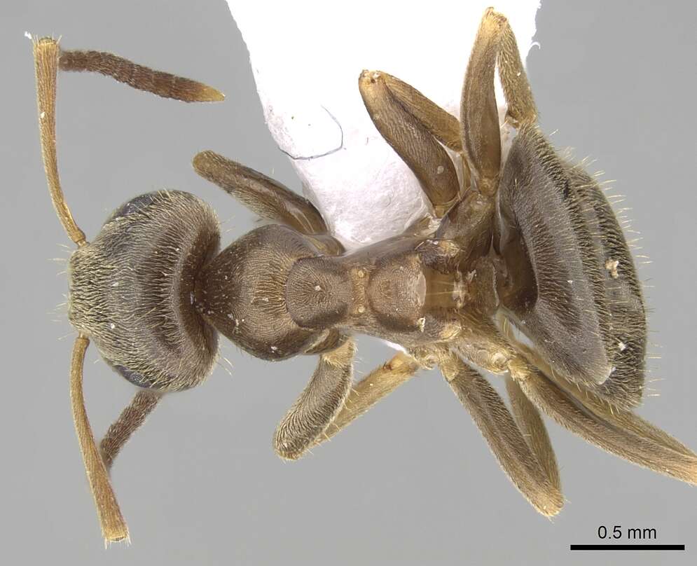 Imagem de Lasius turcicus Santschi 1921