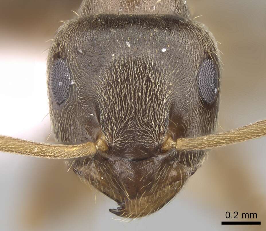 Imagem de Lasius turcicus Santschi 1921