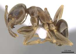 Imagem de Lasius turcicus Santschi 1921