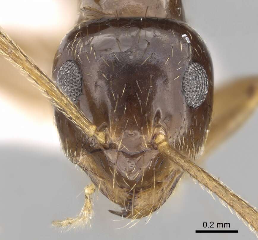 Image of Prenolepis nitens (Mayr 1853)