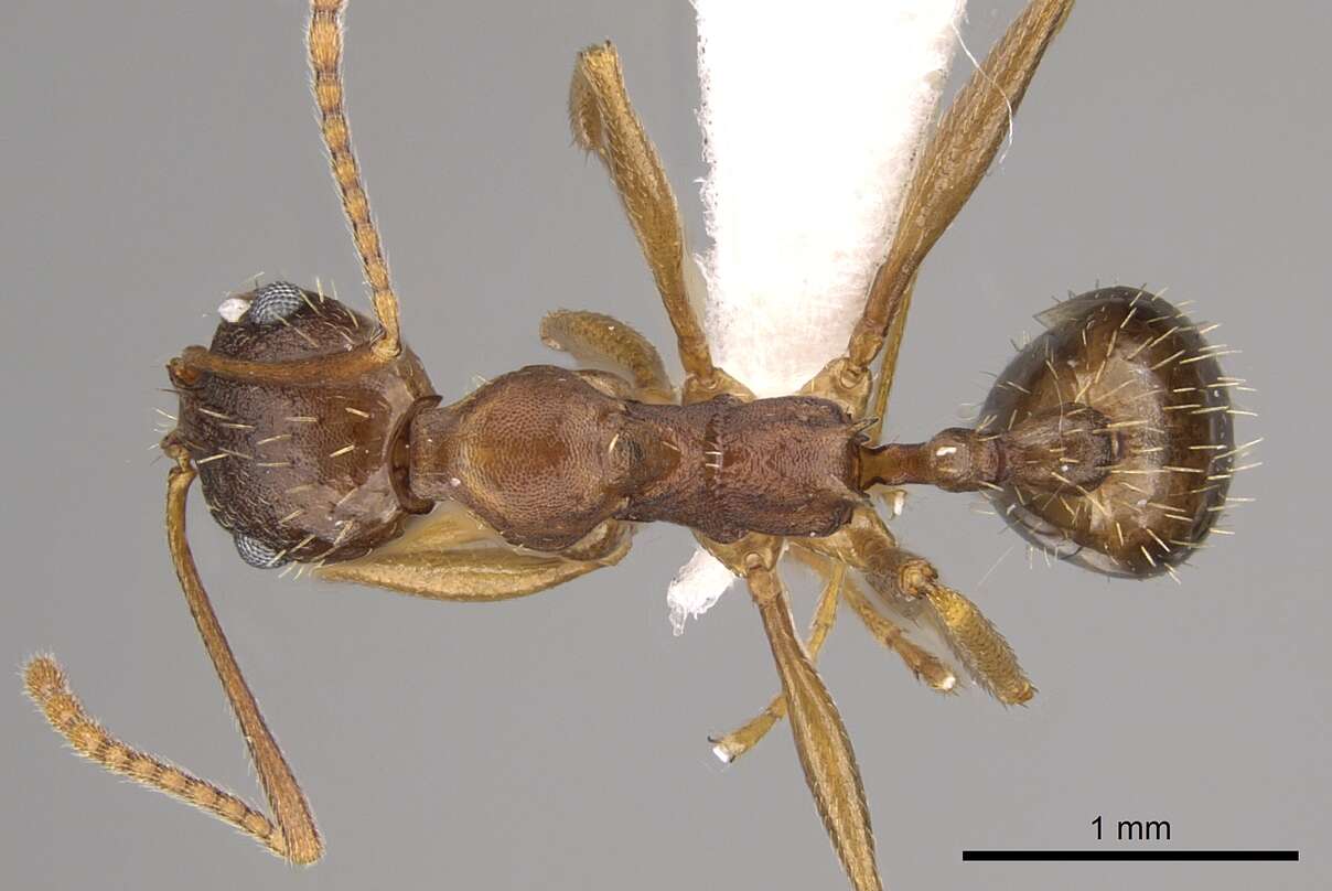 Image of Aphaenogaster carolinensis