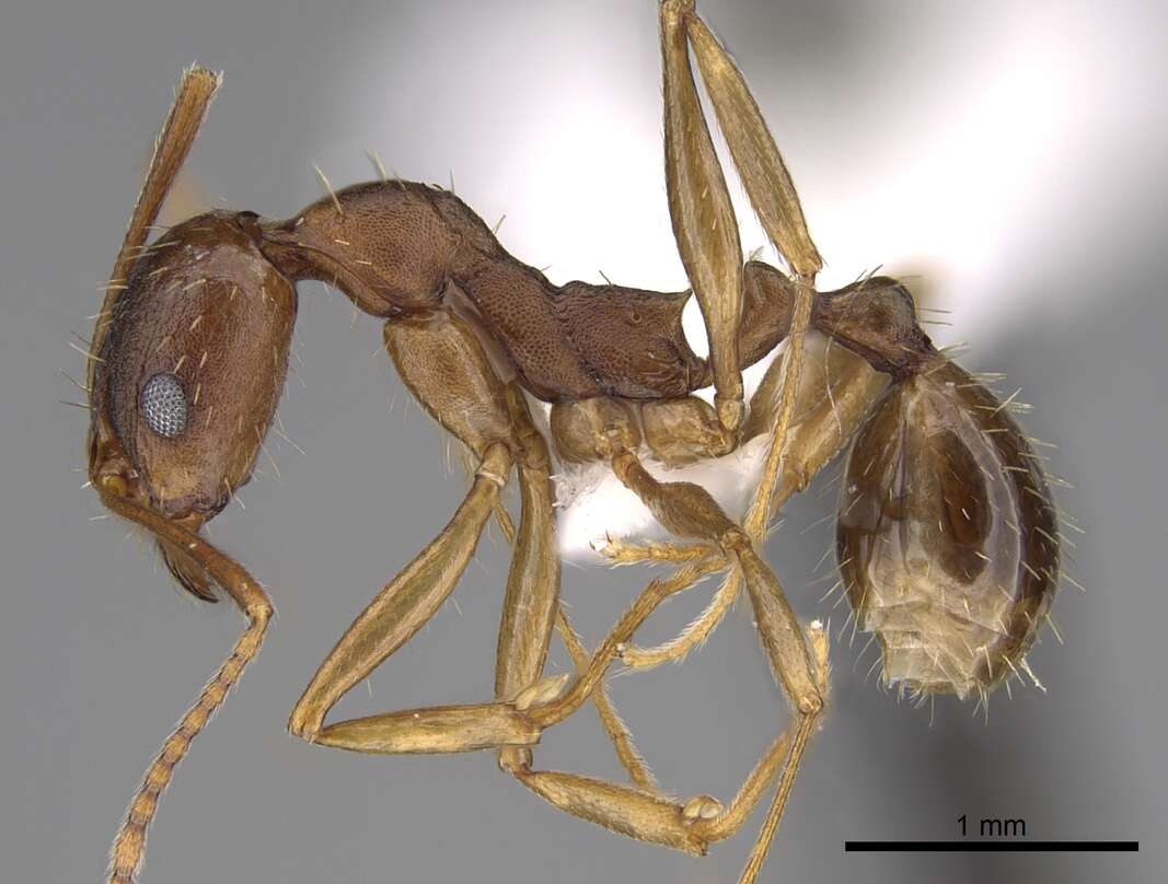 Image of Aphaenogaster carolinensis