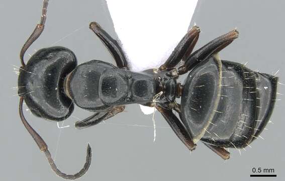 Plancia ëd Camponotus dalmaticus (Nylander 1849)