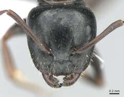 Plancia ëd Camponotus dalmaticus (Nylander 1849)