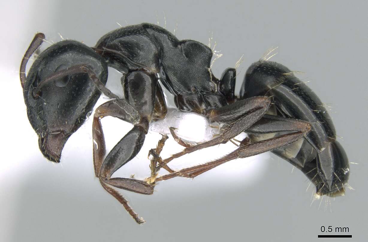 Plancia ëd Camponotus dalmaticus (Nylander 1849)