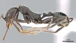 Image of Aphaenogaster balcanica (Emery 1898)