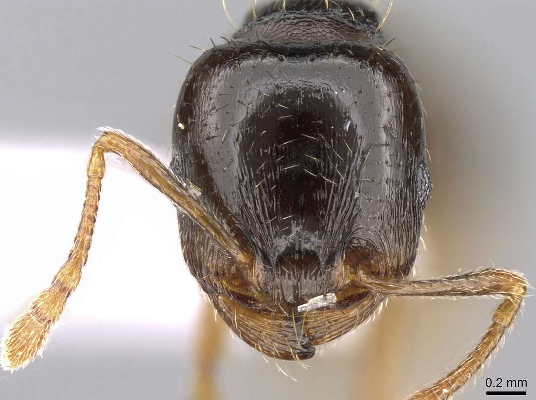 Image of Tetramorium hungaricum Roezler 1935