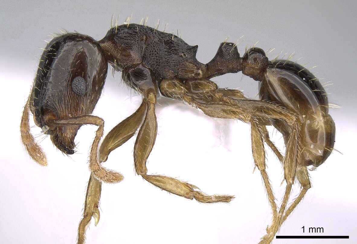 Image of Tetramorium hungaricum Roezler 1935