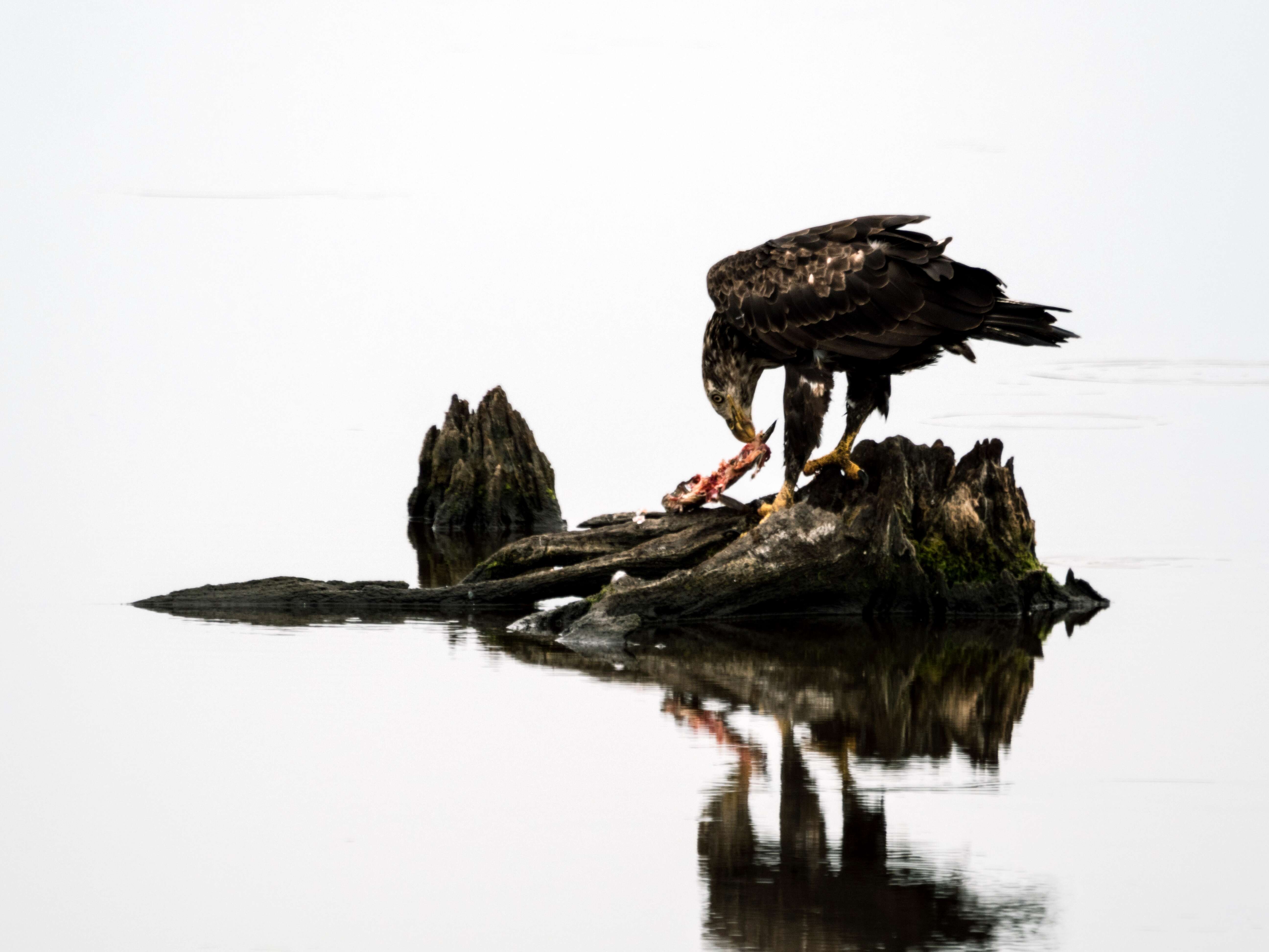 Image of Bald Eagle