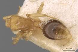 Image of Ant