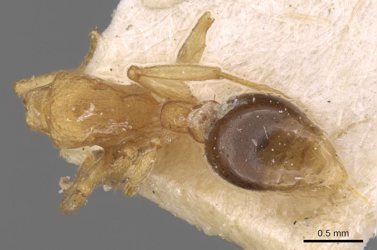 Image of Ant