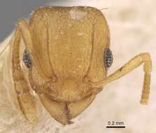 Image of Ant