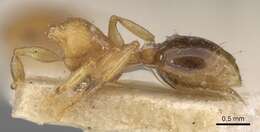 Image of Ant