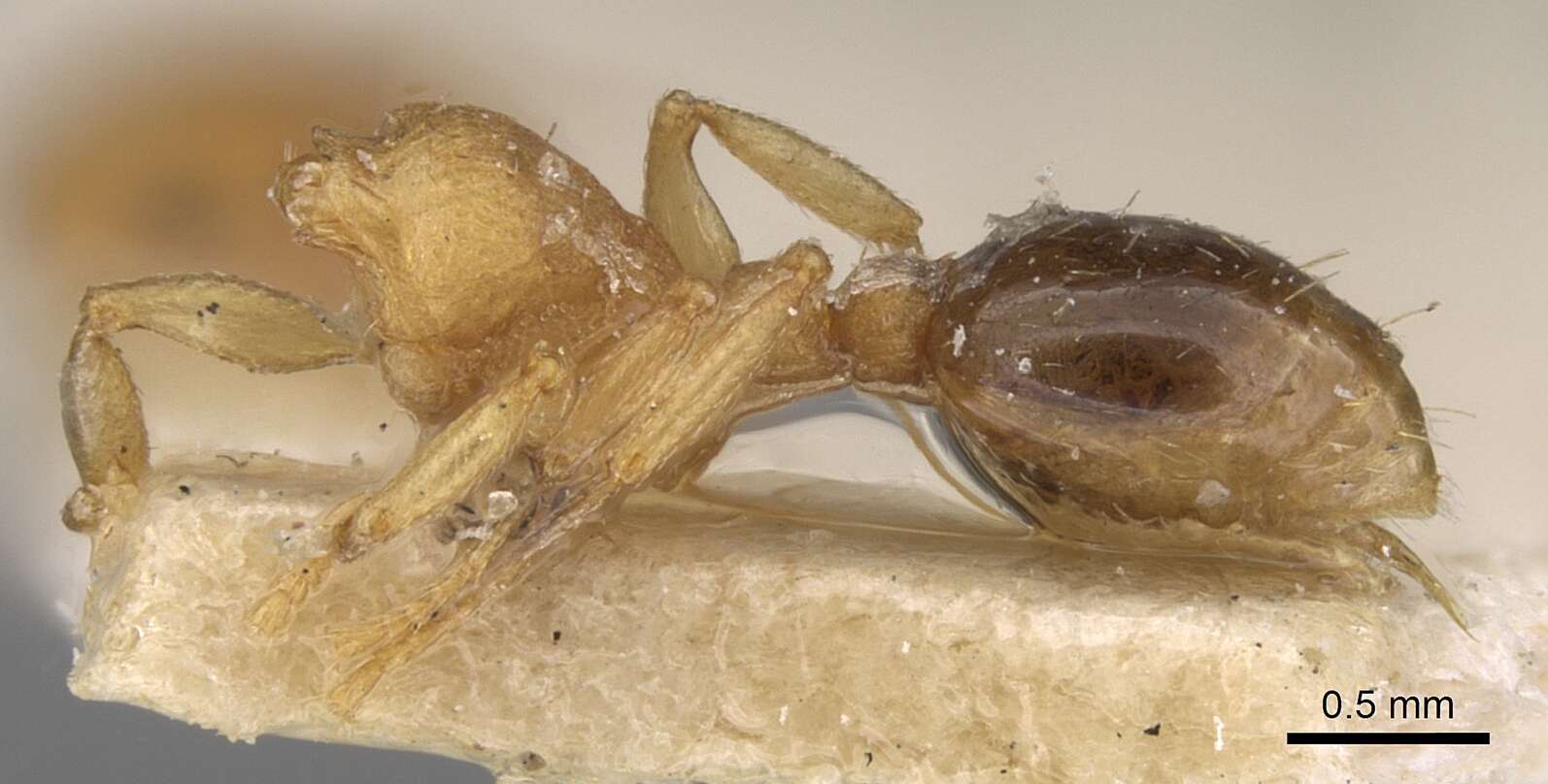 Image of Ant