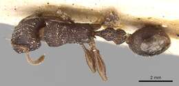 Tetramorium quadridentatum Stitz 1910的图像