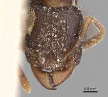 Tetramorium quadridentatum Stitz 1910的图像