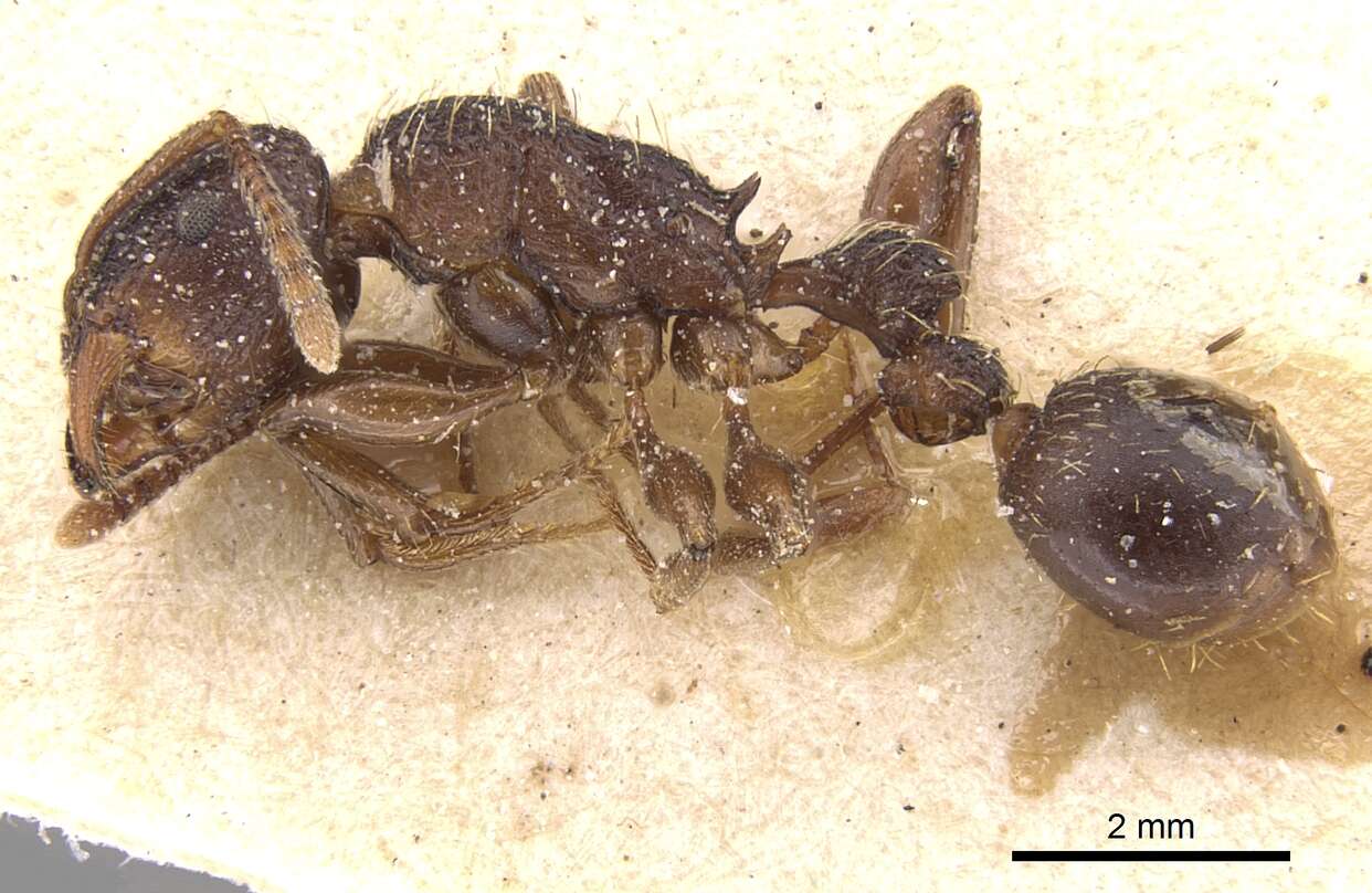 Tetramorium quadridentatum Stitz 1910的图像