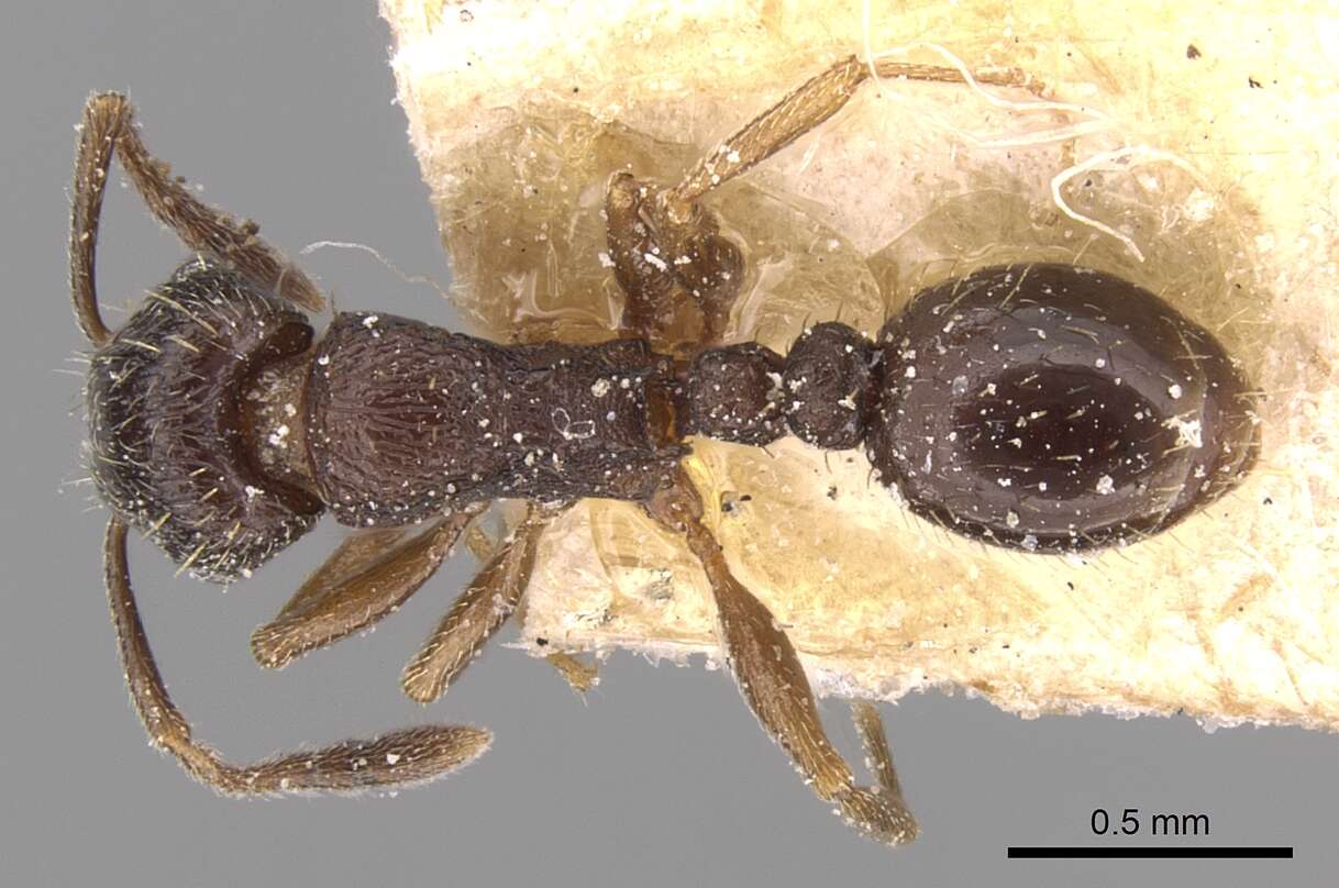 Image of Tetramorium altivagans Santschi 1914