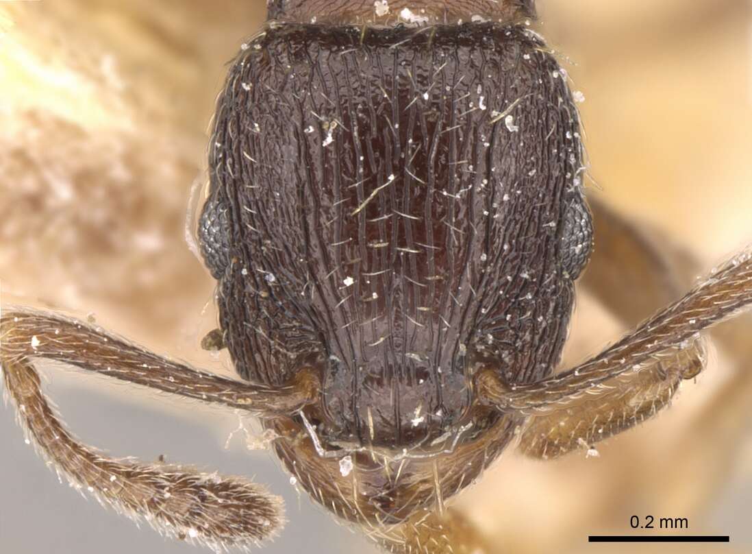 Image of Tetramorium altivagans Santschi 1914