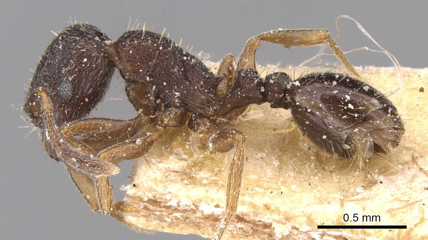 Image of Tetramorium altivagans Santschi 1914