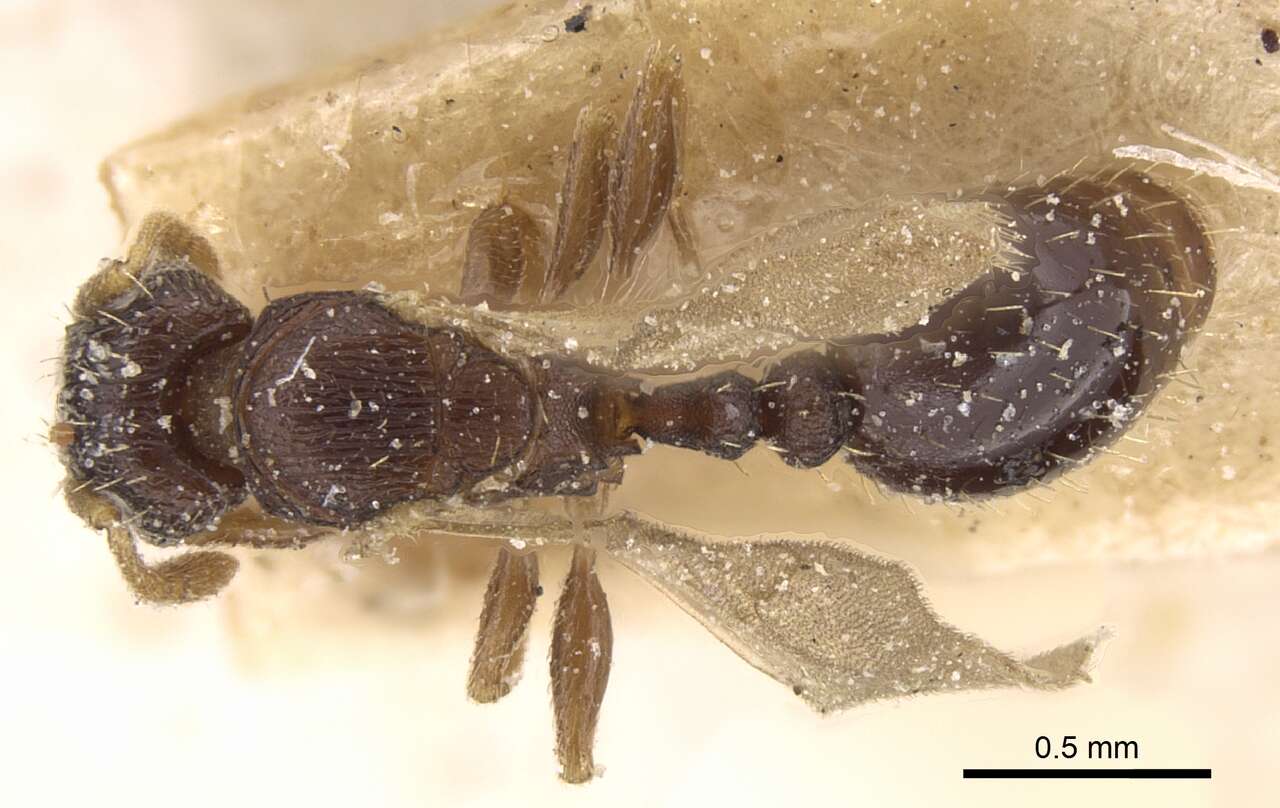 Image of Tetramorium anxium Santschi 1914