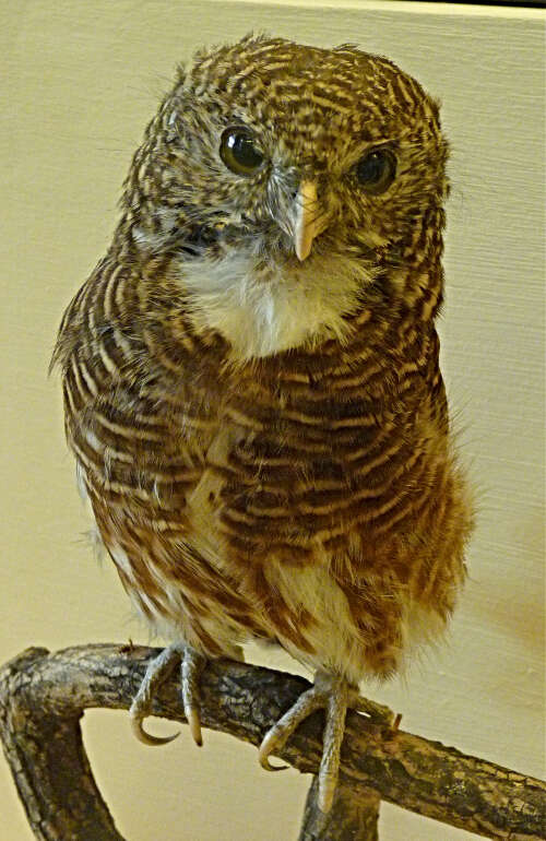 Imagem de Glaucidium radiatum (Tickell 1833)